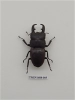 藏品(扁鍬形蟲)的圖片